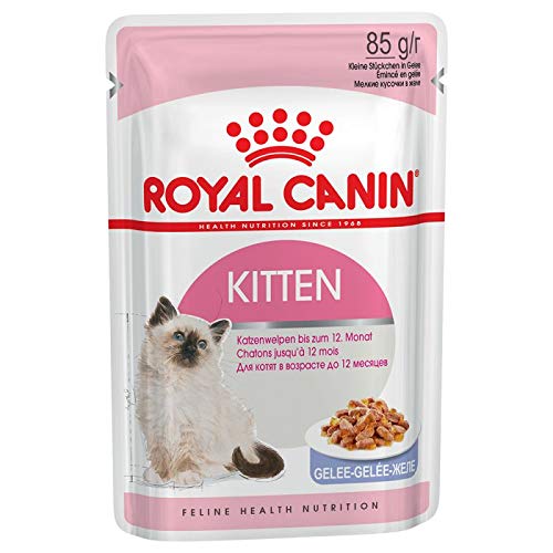 best food to fatten up a kitten