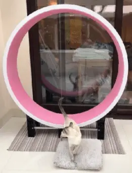 feline exercise wheel