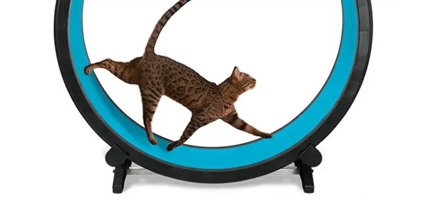 feline exercise wheel