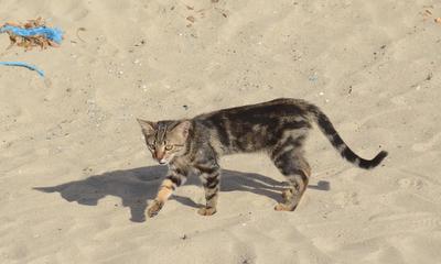 using sand as cat litter