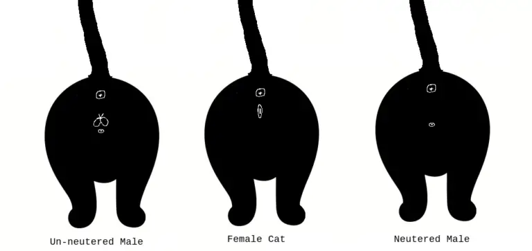 Differences Between Unneutered Male Female And Neutered Male Cats 768x363 
