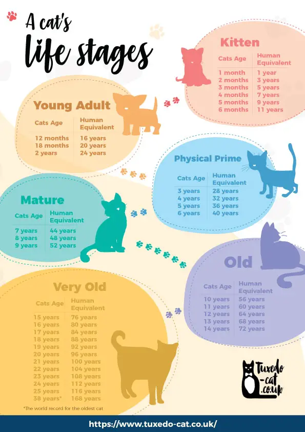 how old is 11 in cat years