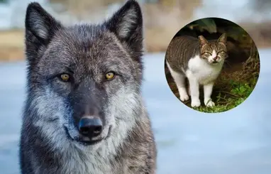 are wolves related to dogs or cats