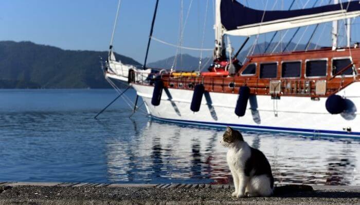 cat on a sailboat