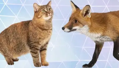 are foxes more closely related to cats or dogs