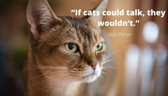 50 Of The Very Best Cat Quotes - Tuxedo Cat